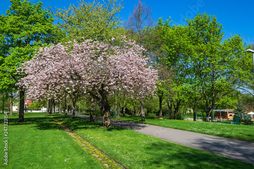 Blühender Apfelbaum in einem Park © fotografci