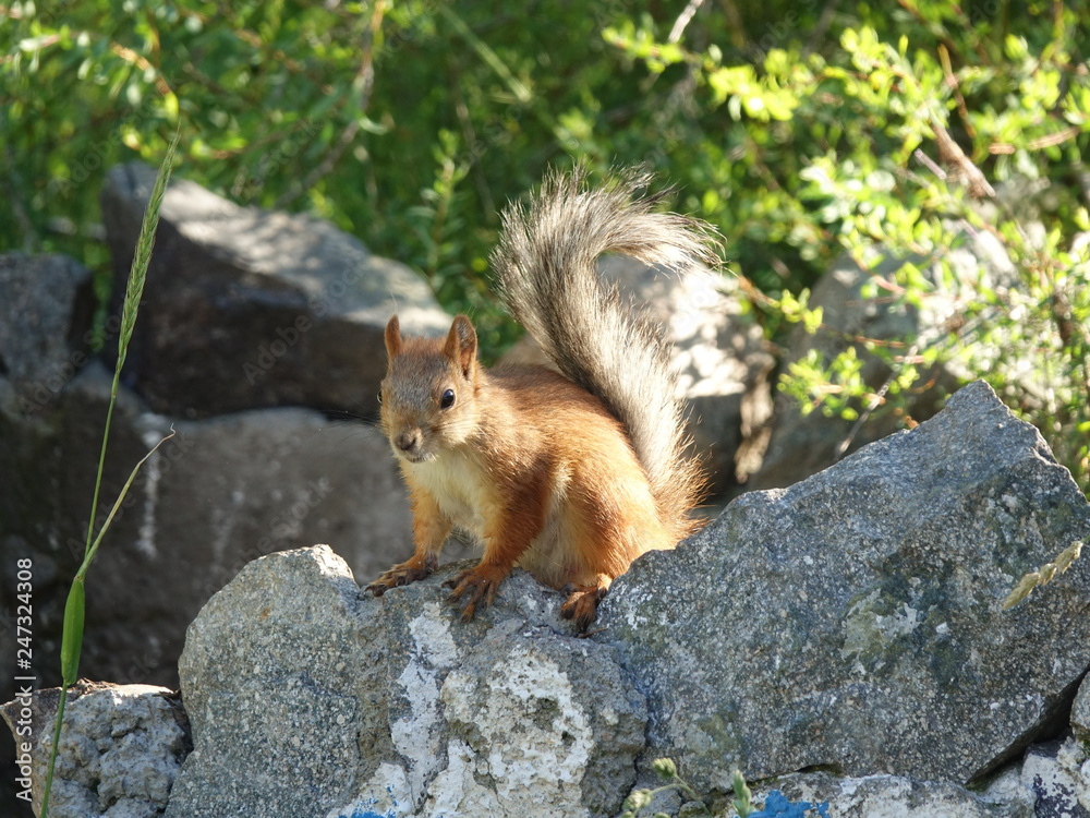 red squirrel on a камне red squirrel on a камне