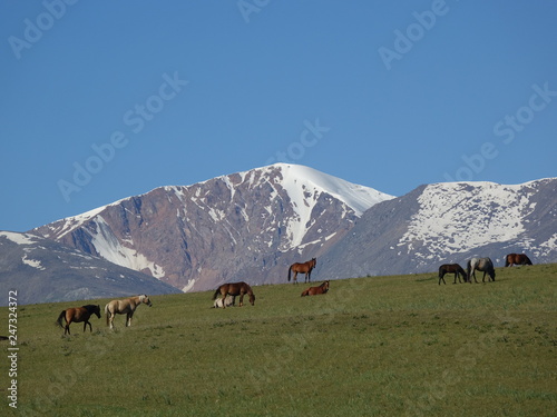 Horses on the background of glaciers in the mountains.