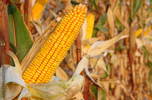 Ripe corn cob in the field is dry and ready for harvest