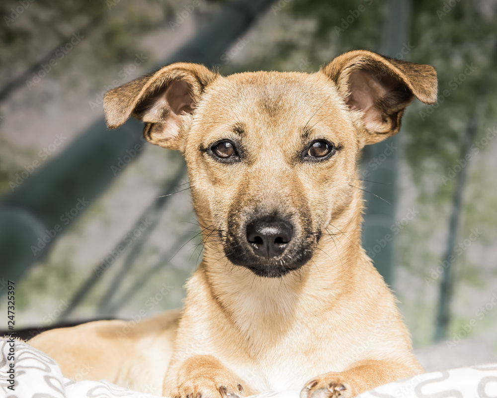Brown cute puppy dog isolated on white, green background - rescue pet dog with adorable eyes Brown cute puppy dog isolated on white, green background - rescue pet dog with adorable eyes