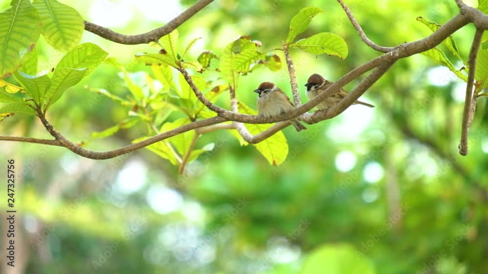 Close up of two passer montanus birds perched on tree