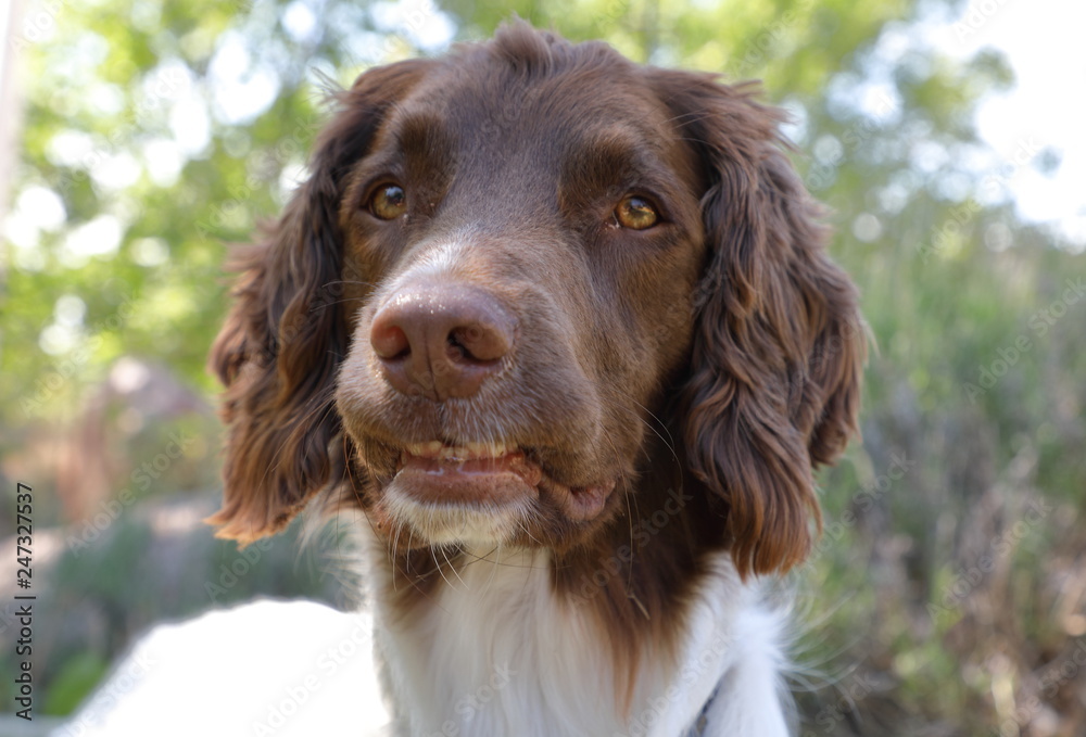 portrait of dog