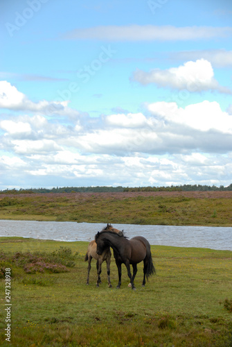 two horses caressing © Aardvark Studios