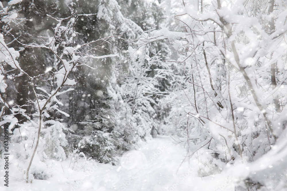 Obraz premium Winter landscape. Forest under the snow. Winter in the park.