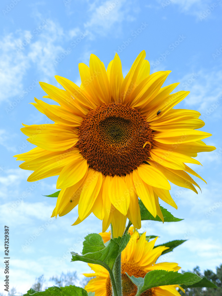 field of blooming sunflowers.Top View.Sunflower field landscape. Sunflower field panorama. Sunflower field in sunny day landscape.Beautiful flower in the garden.Sunny day.Honey Bee pollinating. field of blooming sunflowers.Top View.Sunflower field landscape. Sunflower field panorama. Sunflower field in sunny day landscape.Beautiful flower in the garden.Sunny day.Honey Bee pollinating.
