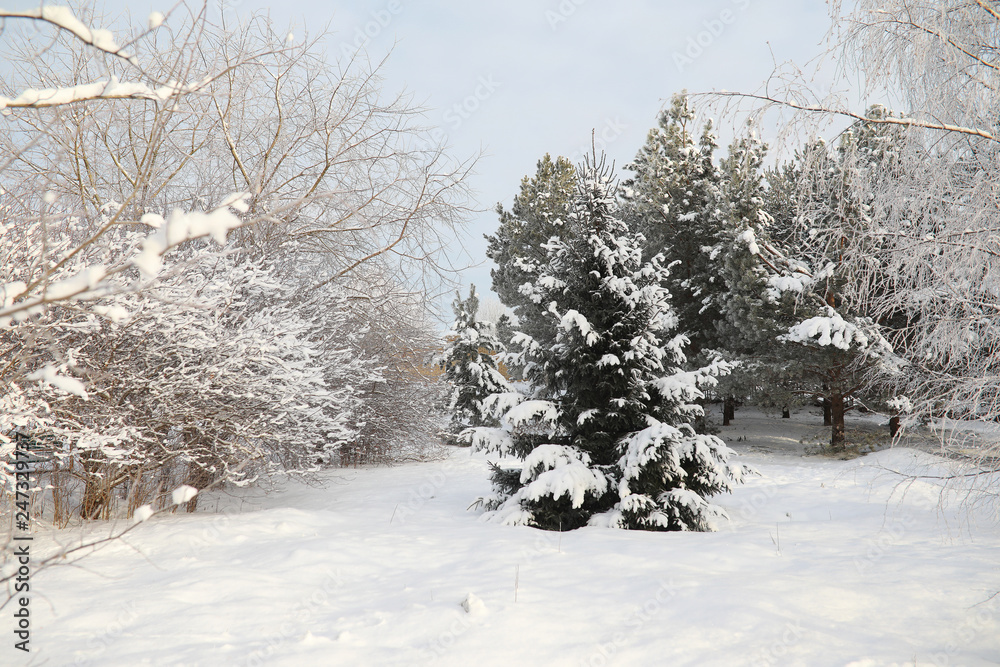 Winter Park. Landscape in snowy weather. January. Winter Park. Landscape in snowy weather. January.