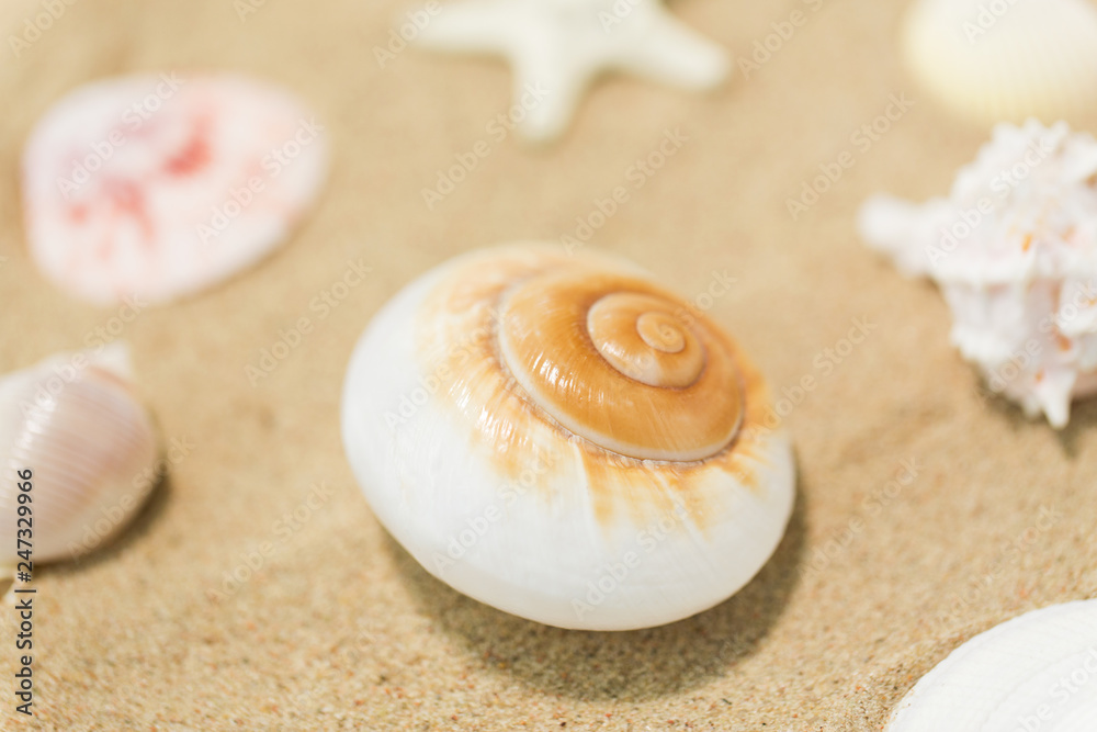 vacation and summer holidays concept - seashells on beach sand vacation and summer holidays concept - seashells on beach sand