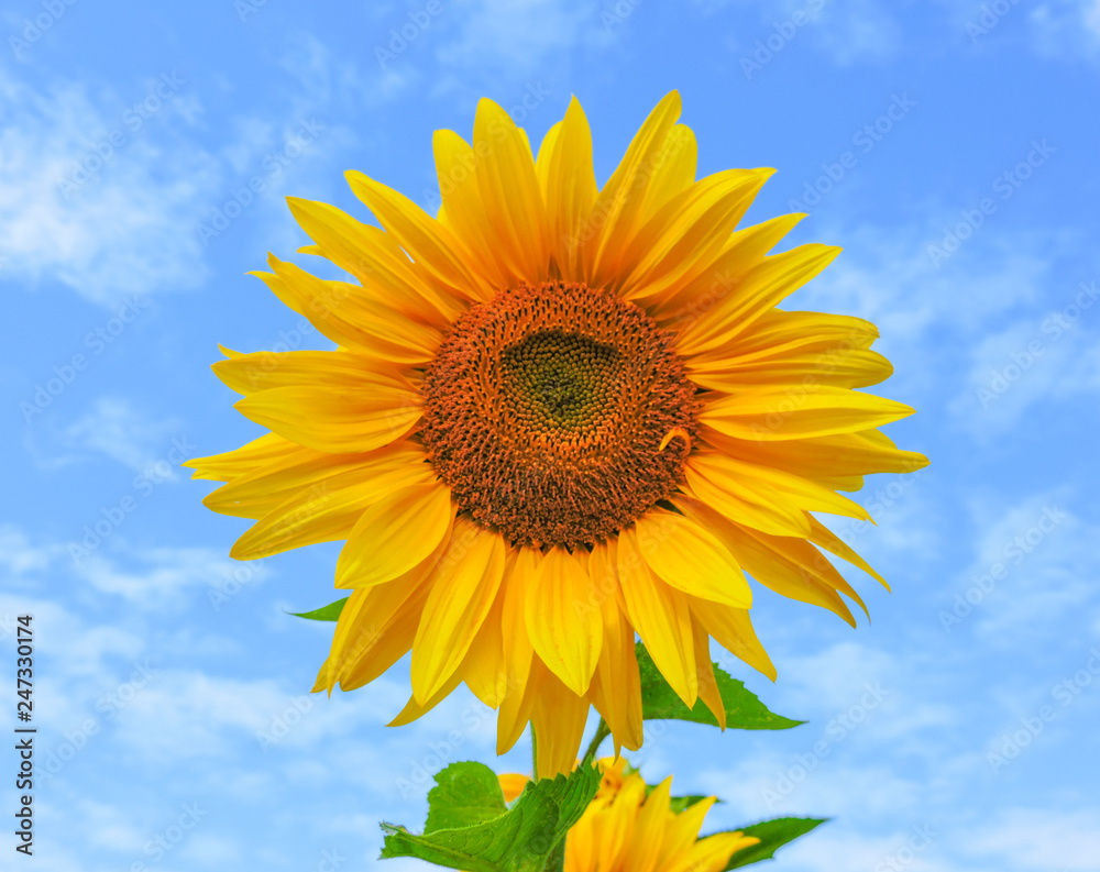 field of blooming sunflowers.Top View.Sunflower field landscape. Sunflower field panorama. Sunflower field in sunny day landscape.Beautiful flower in the garden.Sunny day.Honey Bee pollinating. field of blooming sunflowers.Top View.Sunflower field landscape. Sunflower field panorama. Sunflower field in sunny day landscape.Beautiful flower in the garden.Sunny day.Honey Bee pollinating.