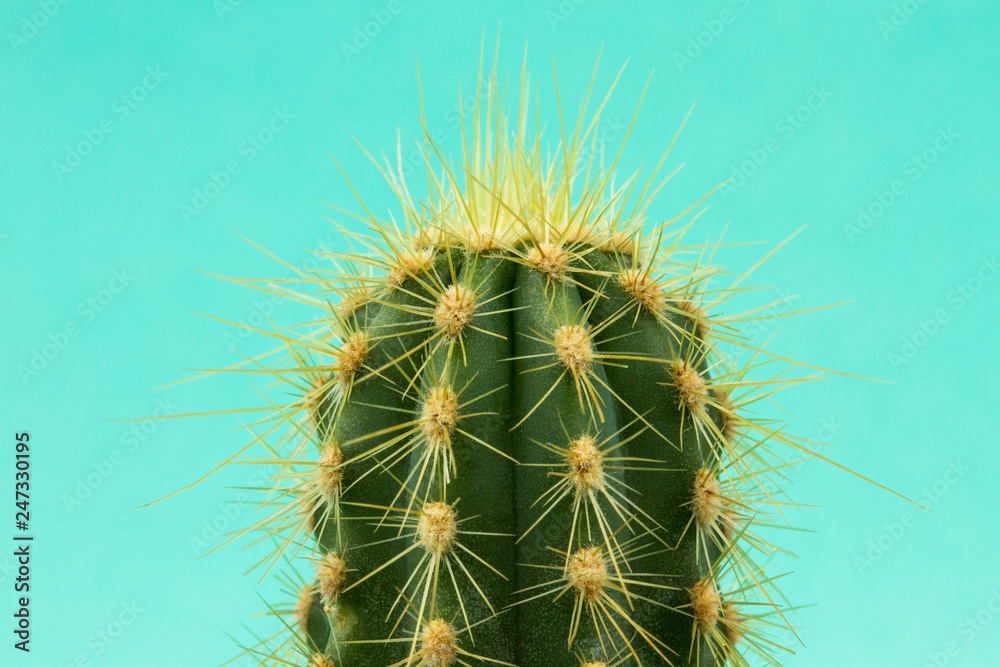 cactus with long spines on a bright background cactus with long spines on a bright background