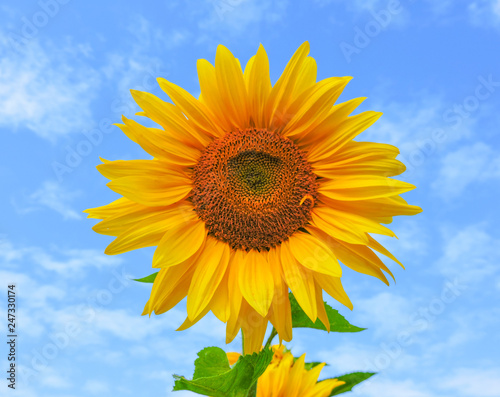 field of blooming sunflowers.Top View.Sunflower field landscape. Sunflower field panorama. Sunflower field in sunny day landscape.Beautiful flower in the garden.Sunny day.Honey Bee pollinating.