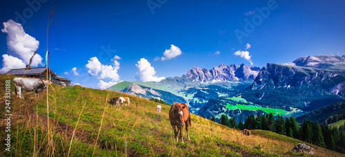 Włochy, Italia, Dolomity, góry, droga chata, szałas piękne miejsca, relaks, odpoczynek, turystyka, wczasy, zwiedzanie, krajobraz, rowery, górskie wycieczki, Selle Ronda, krowy, pastwisko
