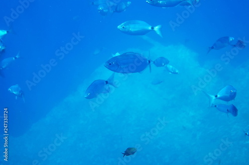 Underwater view in front of the west coast of the Island of Elba  Tuscany  Italy