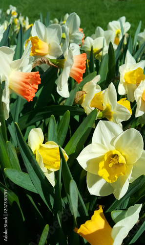 Fototapeta Naklejka Na Ścianę i Meble -  Beautiful flowers of spring Narcissus