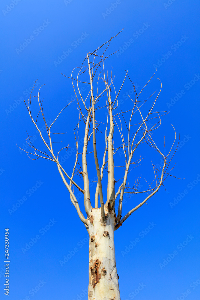 Obraz premium tree in the blue sky