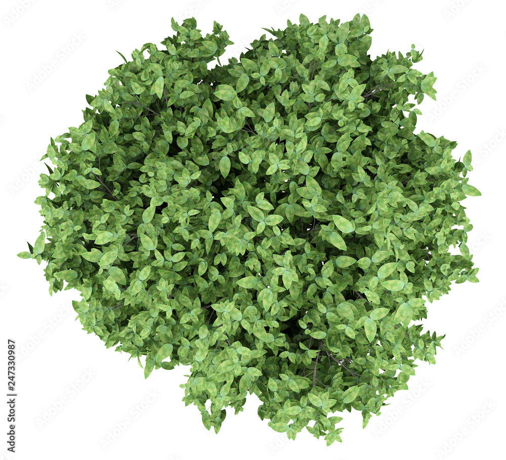 Obraz premium pomelo tree isolated on white background. top view
