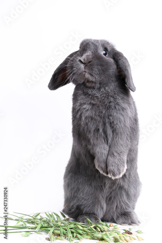 Gray rabbit and green oats