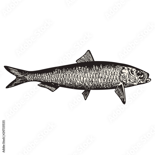 Sardine fish vector illustration