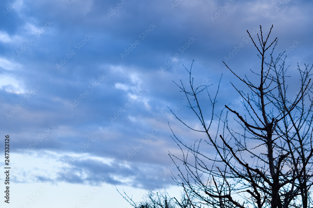 Obraz premium Dusk - cloudy skies with tree silhouettes