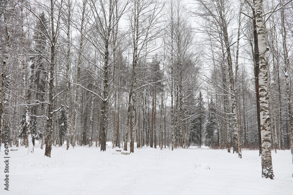 Winter landscape snow covered expanses. A park in the winter in the snow. Road on a winter day. Winter landscape snow covered expanses. A park in the winter in the snow. Road on a winter day.