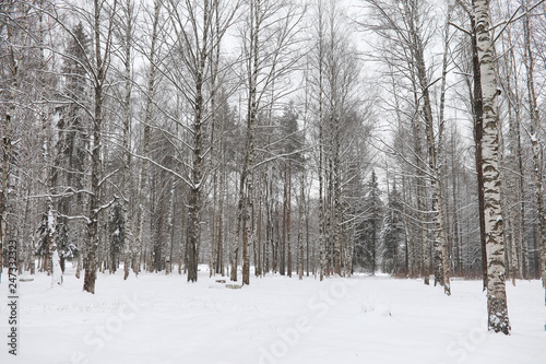 Winter landscape snow covered expanses. A park in the winter in the snow. Road on a winter day.