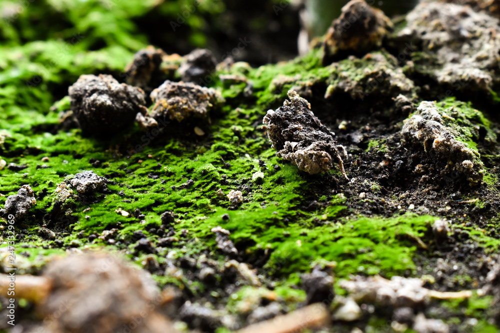 Soil with moss closeup that looks like mountain pasture Soil with moss closeup that looks like mountain pasture