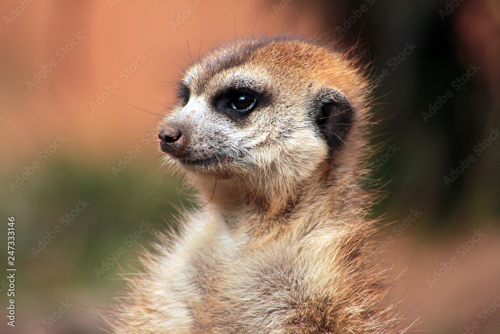 Meerkat Meerkat