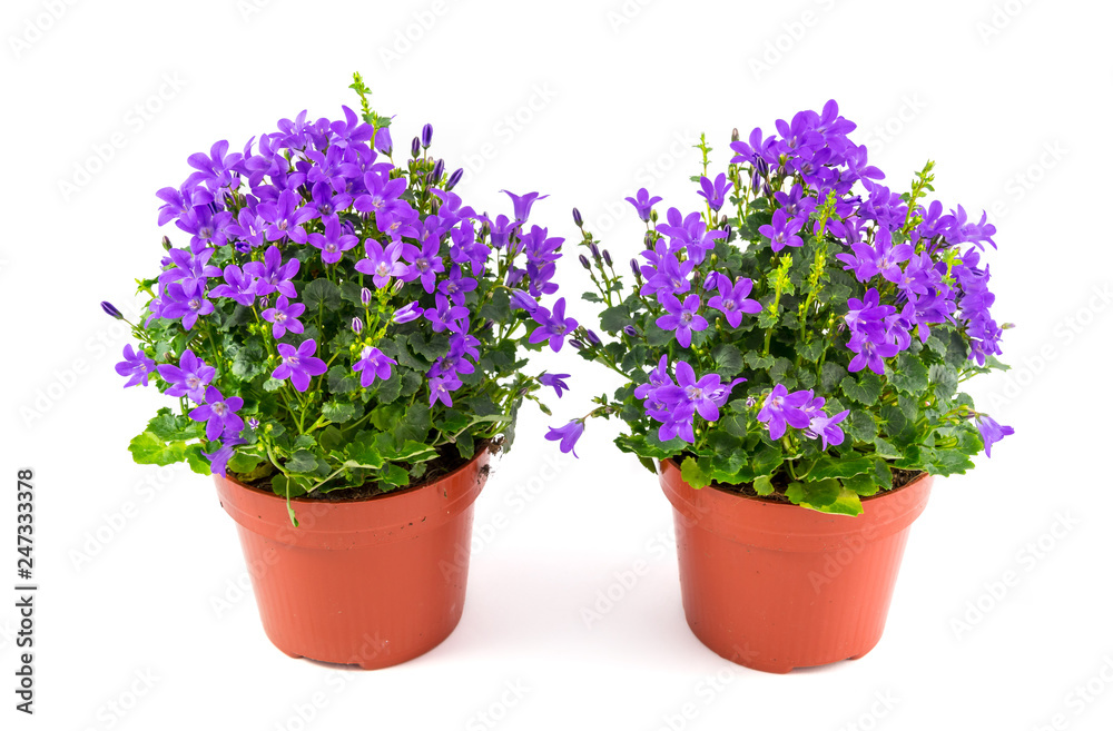 Campanula muralis in the vase isolated on white background.