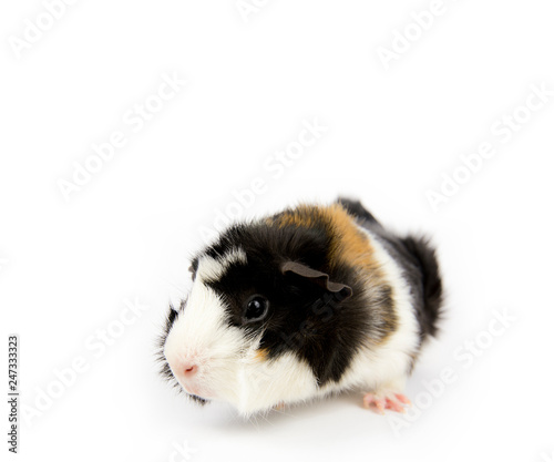 Multicolored domestic guinea pig (Cavia porcellus), also known as cavy or domestic cavy isolated on white. Abysinian style.