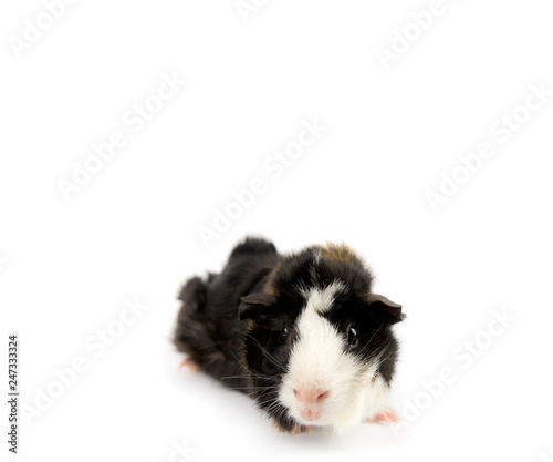 Multicolored domestic guinea pig (Cavia porcellus), also known as cavy or domestic cavy isolated on white. Abysinian style.