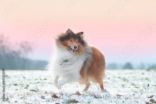 Hund im Schnee