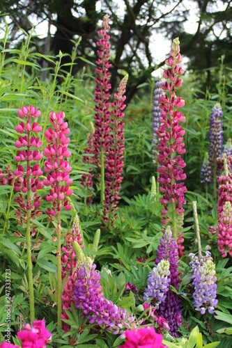 flowers in the garden