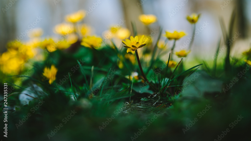 Obraz premium spring macro flowers