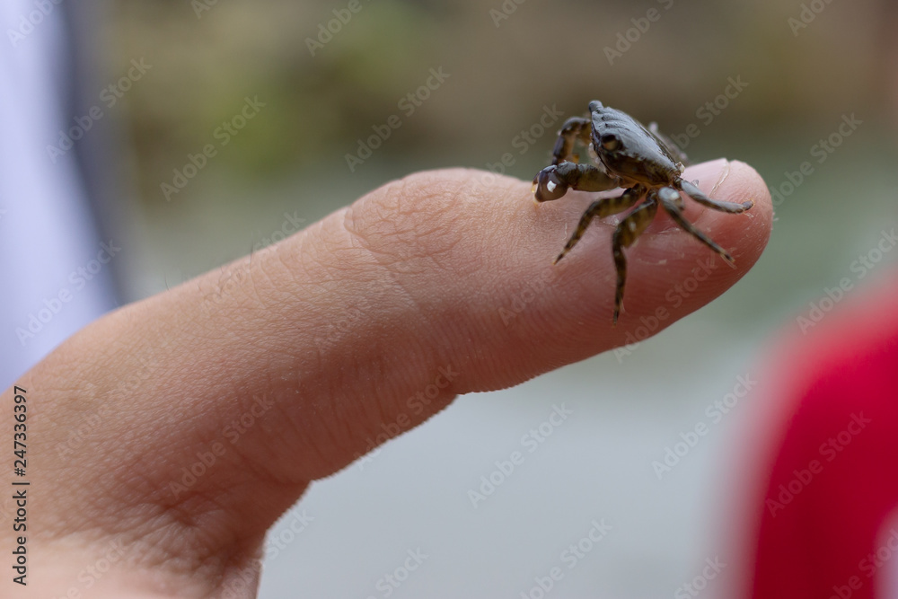 cangrejo en un dedo