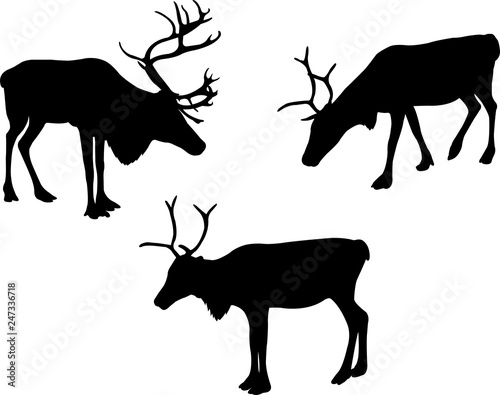 reindeer or caribou silhouettes - vector