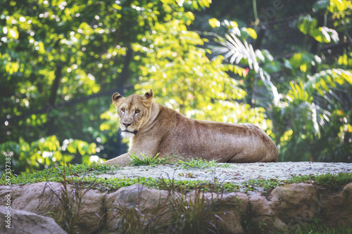 Fototapeta Naklejka Na Ścianę i Meble -  Wild animal in nature
