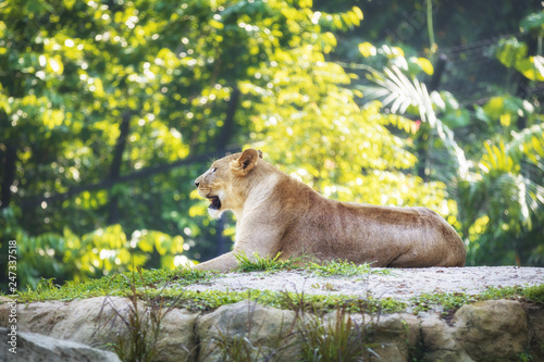 Fototapeta Naklejka Na Ścianę i Meble -  Wild animal in nature
