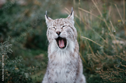 Wild Lynx