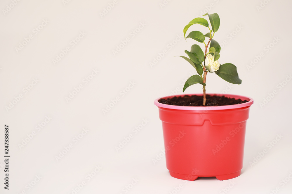 Fototapeta premium Potted plant in a transplant and care