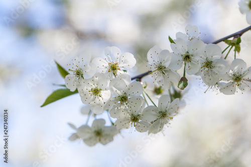 Fototapeta Naklejka Na Ścianę i Meble -  Branch of a blossoming cherry tree