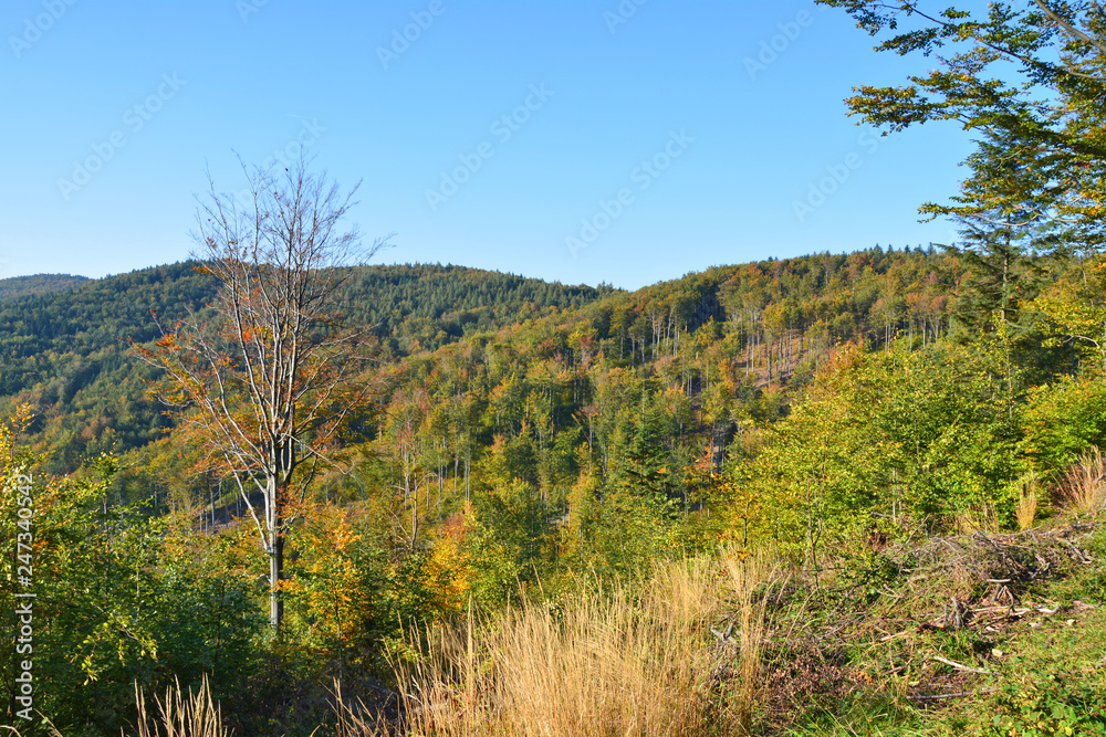 Autumn forest in Carpathian mountains.
