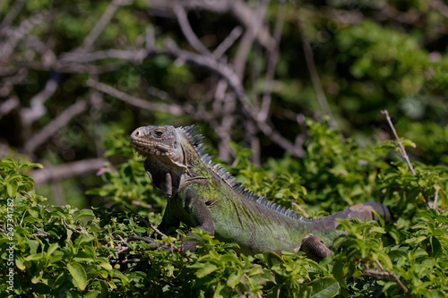 Iguane des petites Antilles (iguana delicatissima)