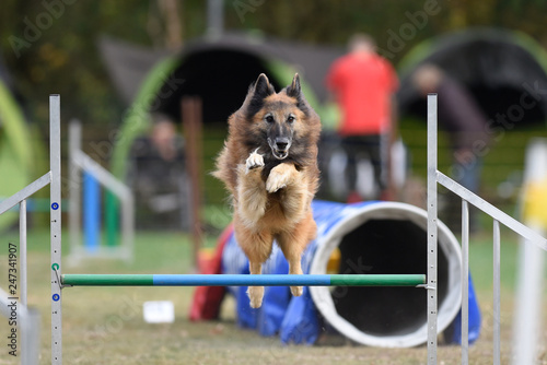 Fotografie Agility Hundesport Sprung über Hürde