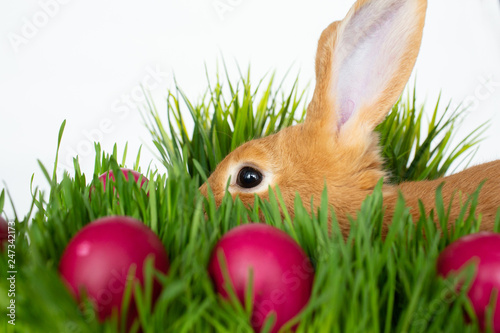 Easter bunny in green grass with painted eggs on white background. © sipcrew