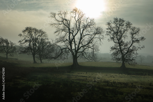 trees in mist