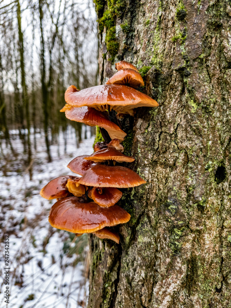 Fototapeta premium Closeup of fresh Oyster Mushroom growing on a tree - Pleurotus ostreatus