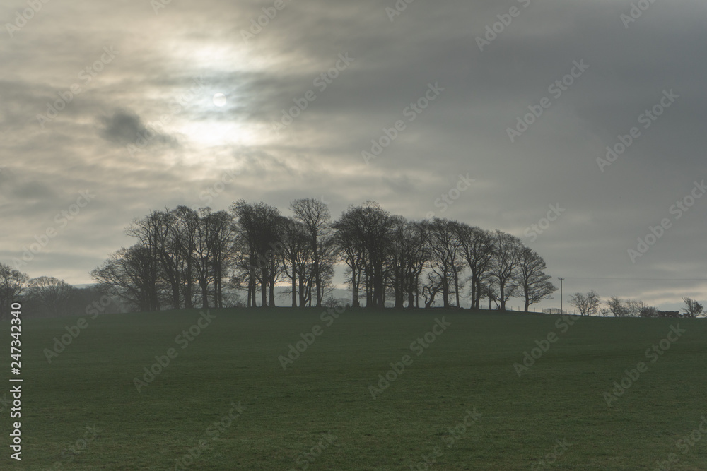 custom made wallpaper toronto digitaltrees in mist