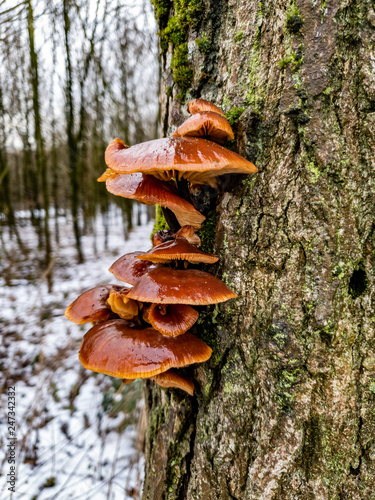 Closeup of fresh Oyster Mushroom growing on a tree - Pleurotus ostreatus