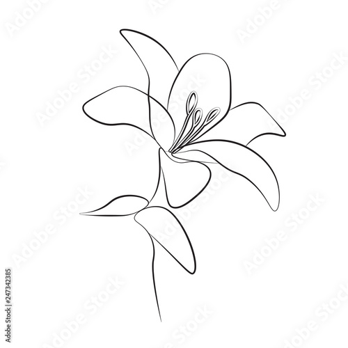 One line drawing flower, vector illustration