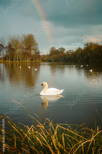 A swan swimming in a pond with a rainbow in the background